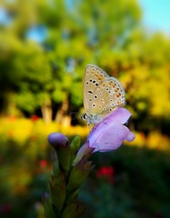 蝶恋花