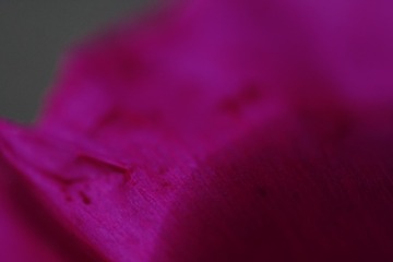 1000045118