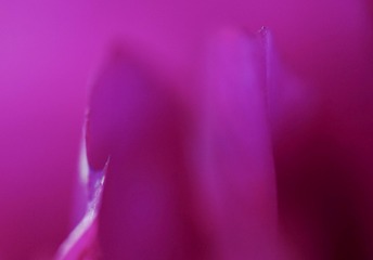 1000045168