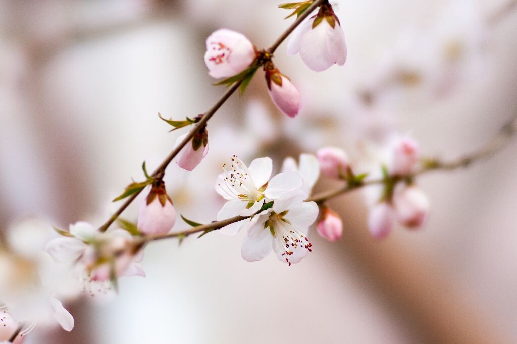 桃花<br />
拍摄于桃花堤