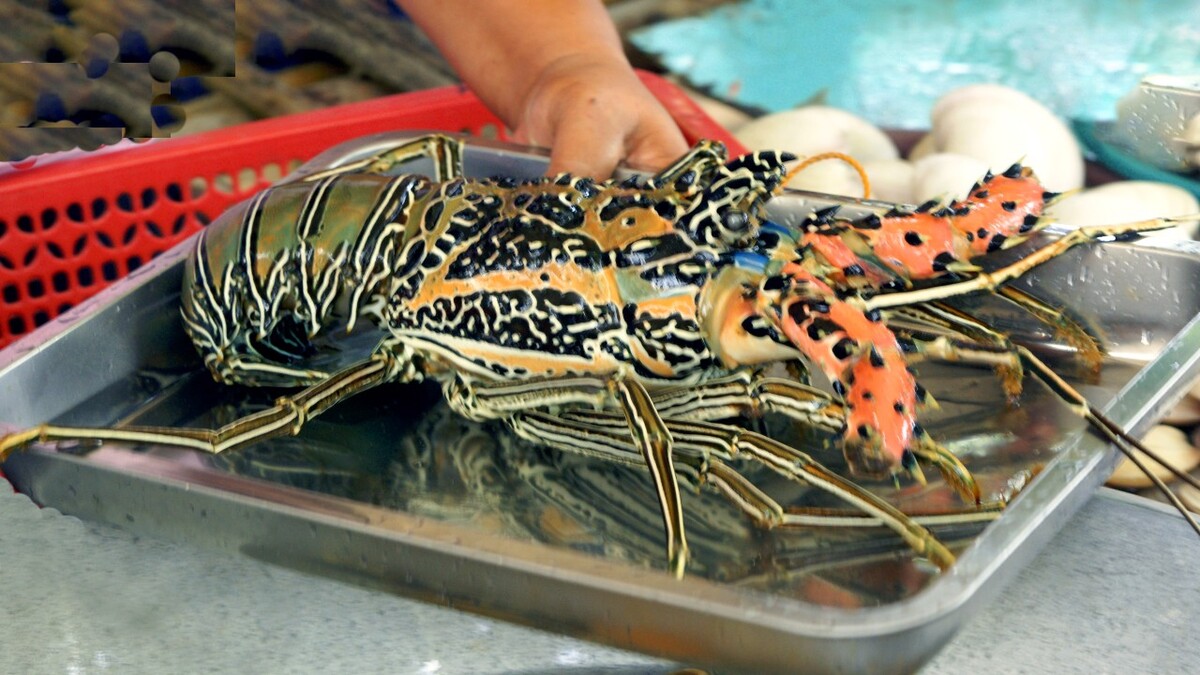 东北螯虾的人工高效养殖