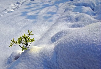 雪.jpg
