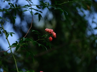 1690524
