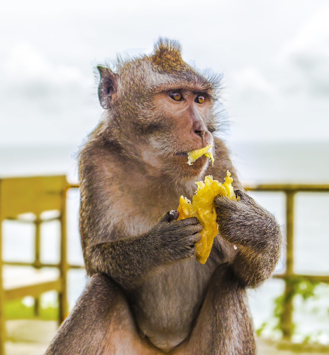 印尼巴厘岛上的猴子