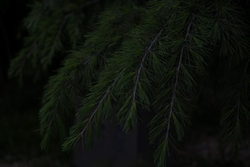 1000130033