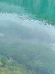 1000067317