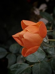 1000044571