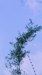 1000079149