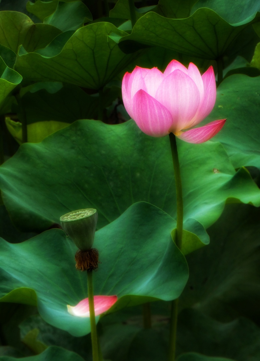 夏风映荷 - 大山811 - 图虫