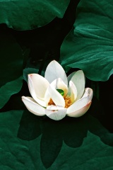 1000056349