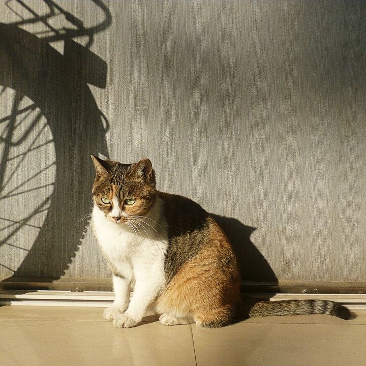 一只照相馆里的猫咪<br />
去拿扫描的卷儿，它蹲在那里晒太阳，好像有点像困。