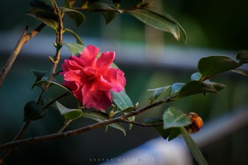 DSC01671-1.jpg