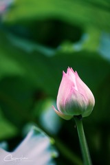 DSCF2152-编辑