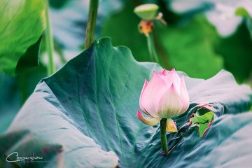 DSCF2154-编辑