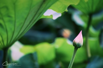 DSCF2160-编辑