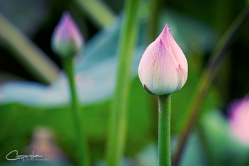 DSCF2164-编辑