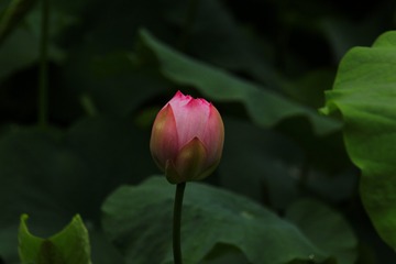 1000051125