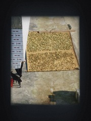 1000036477