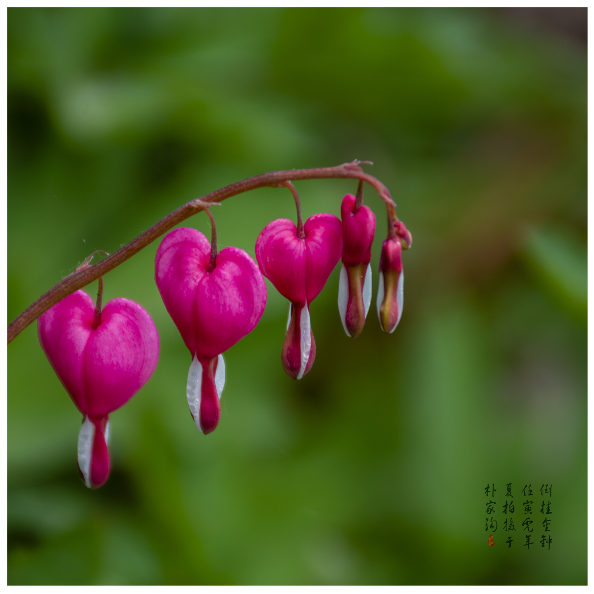 原产墨西哥,广泛栽培于全世界,在中国广为栽培,尤在北方或在西北