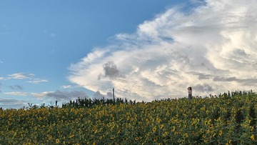 1000045646