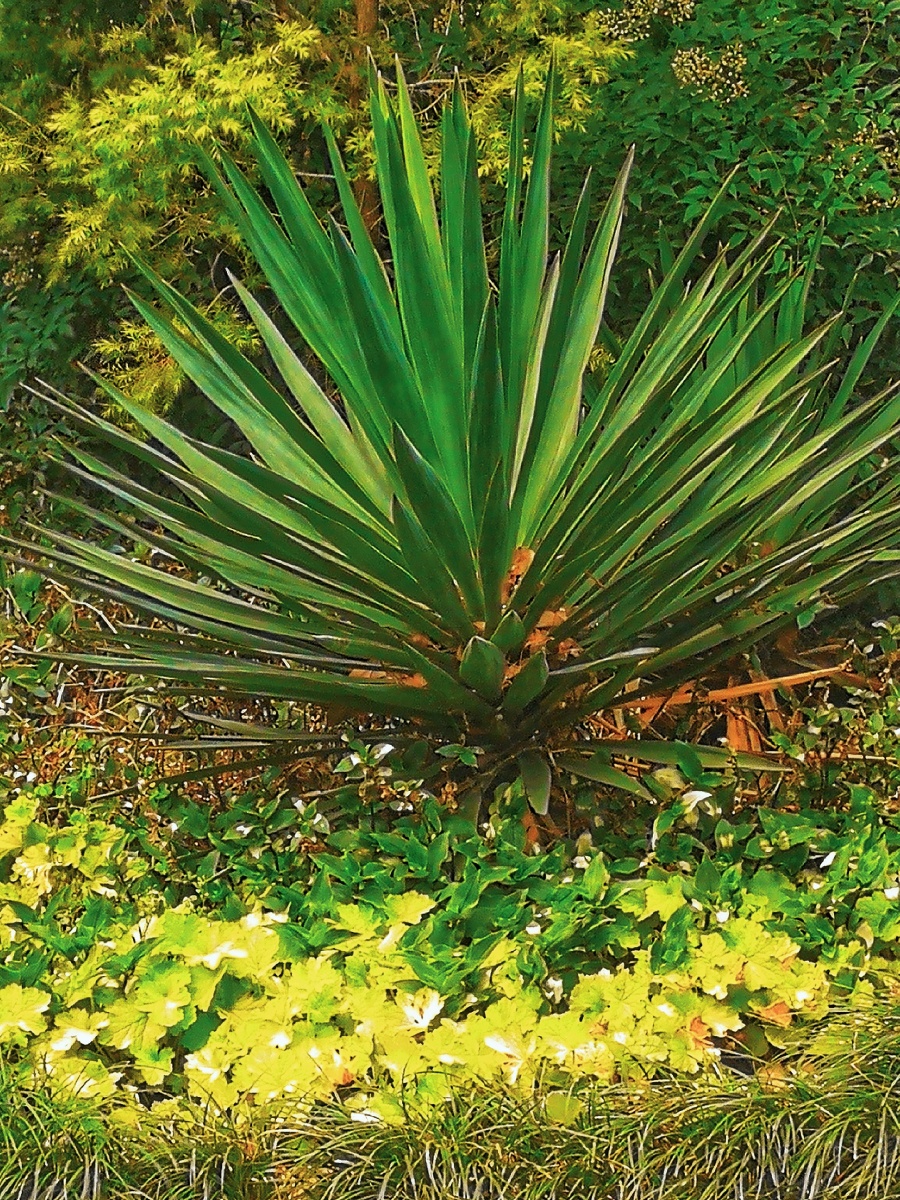 唐怀瑟·电影滤镜叶子植物青葱的花园环境剑麻手机#草坪还没有人打赏