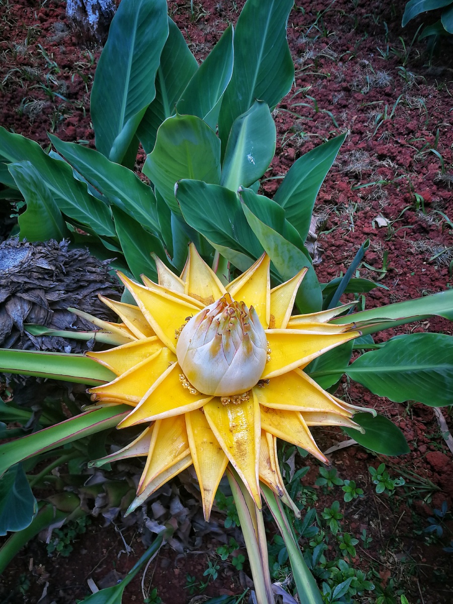 地涌金莲