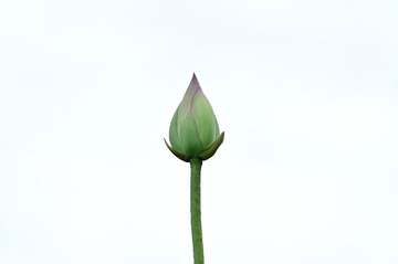 1000059005