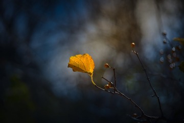 240305