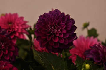 220146