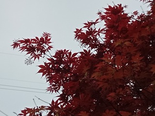 482829