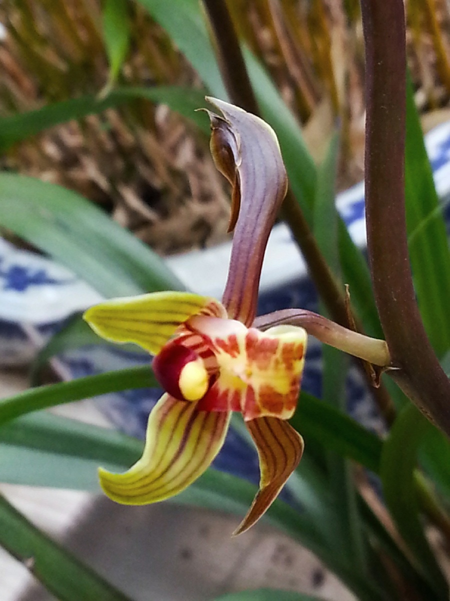 报岁兰～两枝共十八朵几乎全开啦