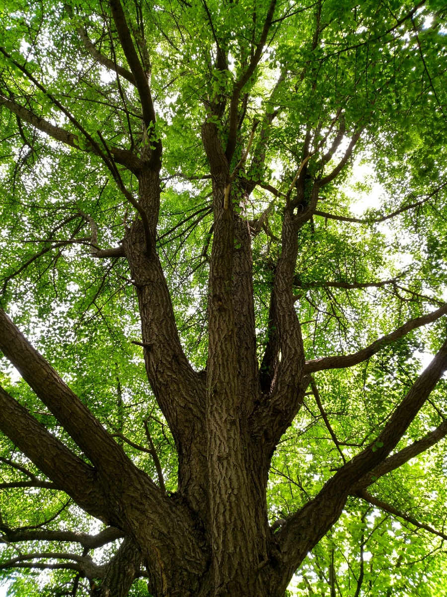 遮天蔽日的纯绿银杏树白果树
