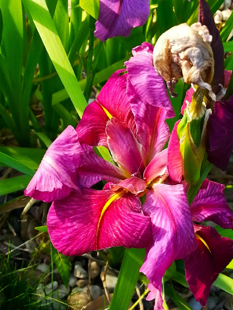 紫暑红色鸢尾花儿