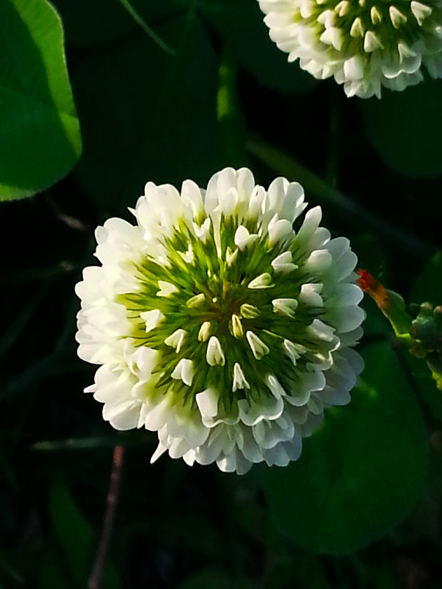 白花三叶草～三叶草开花小记 - 也无曳 - 图虫