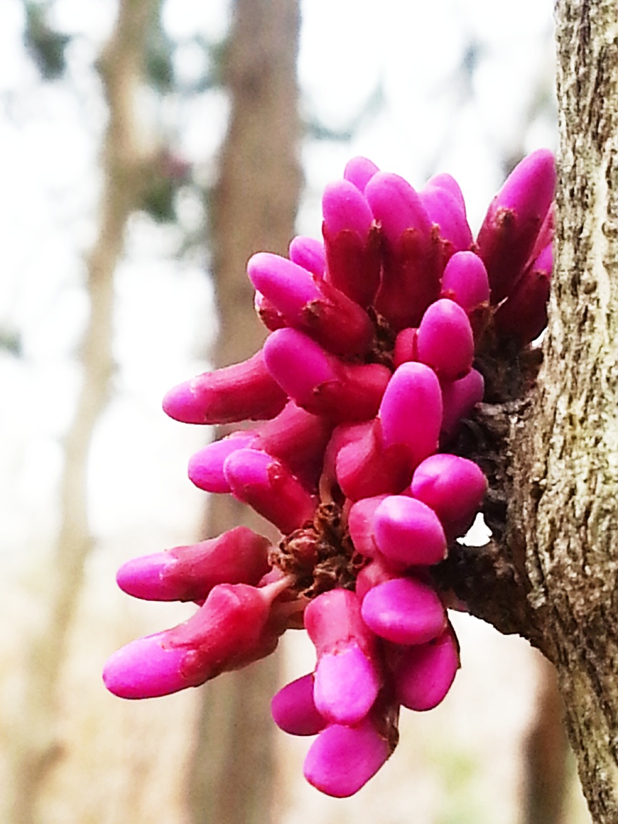 紫荆花花苞儿～花苞儿和去年的豆荚共存