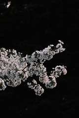 1000057152