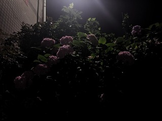 1000007215
