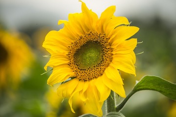 135161