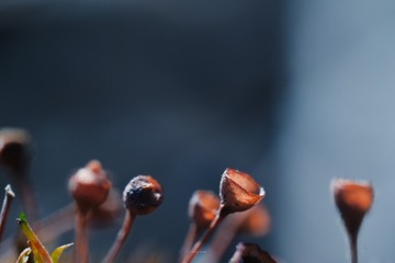 1000050039