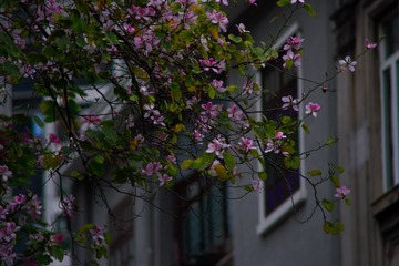 _DSF0260