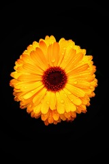 花之露