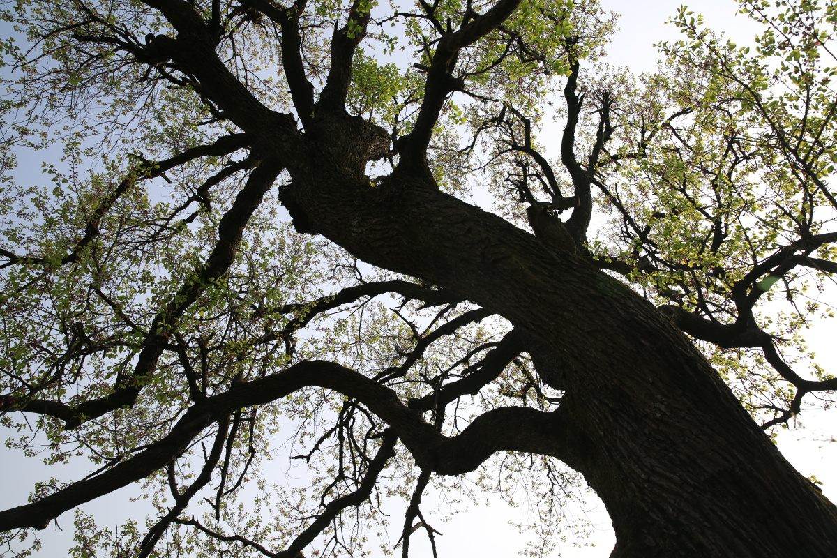 老杏树摄于四川简阳樱桃沟