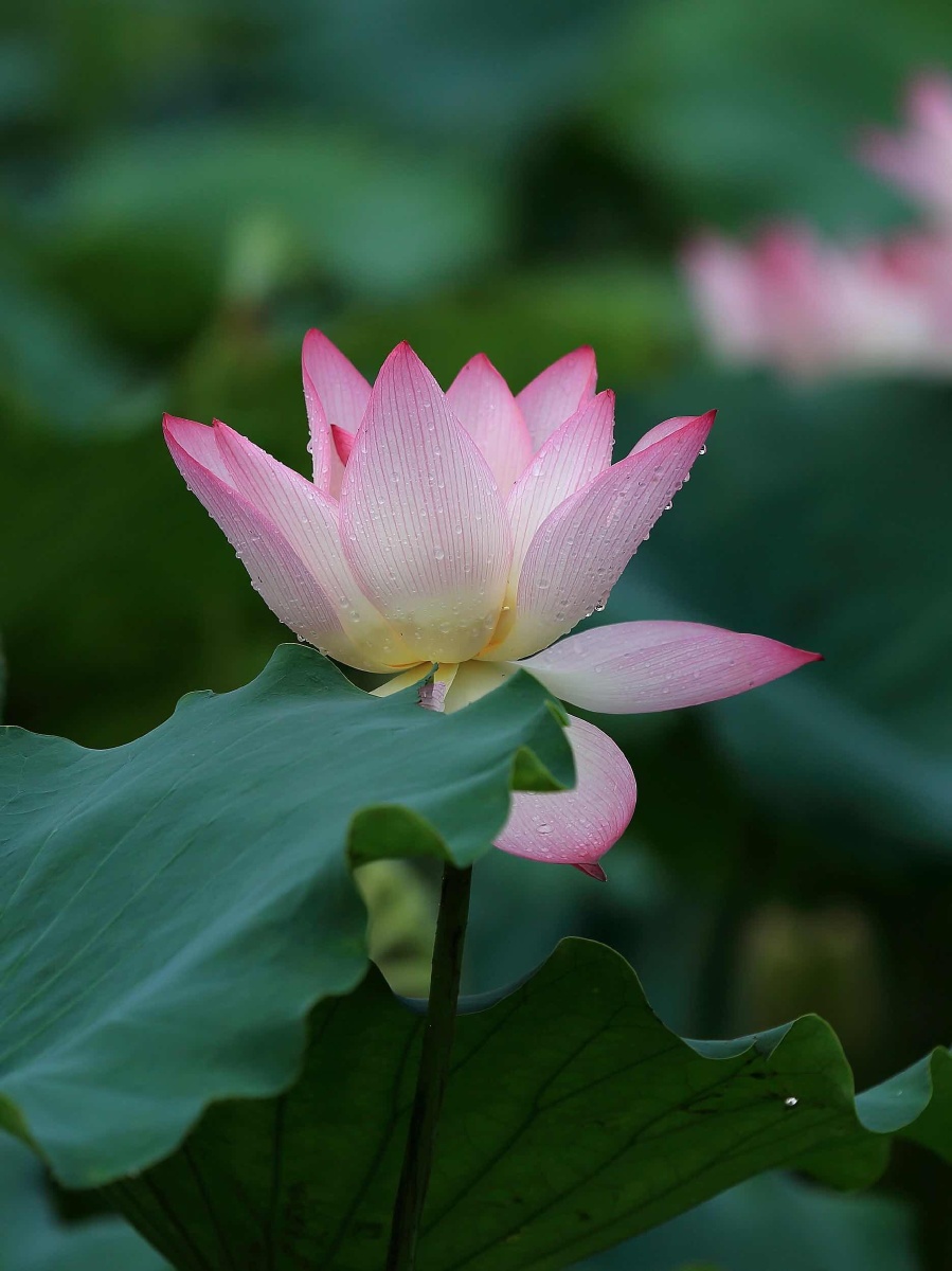 雨后莲花