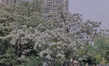 67075