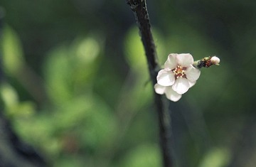 花花草草什么的