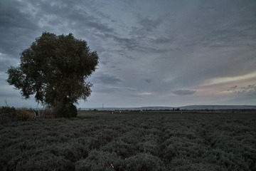 SDIM0903