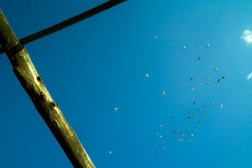 SDIM0650