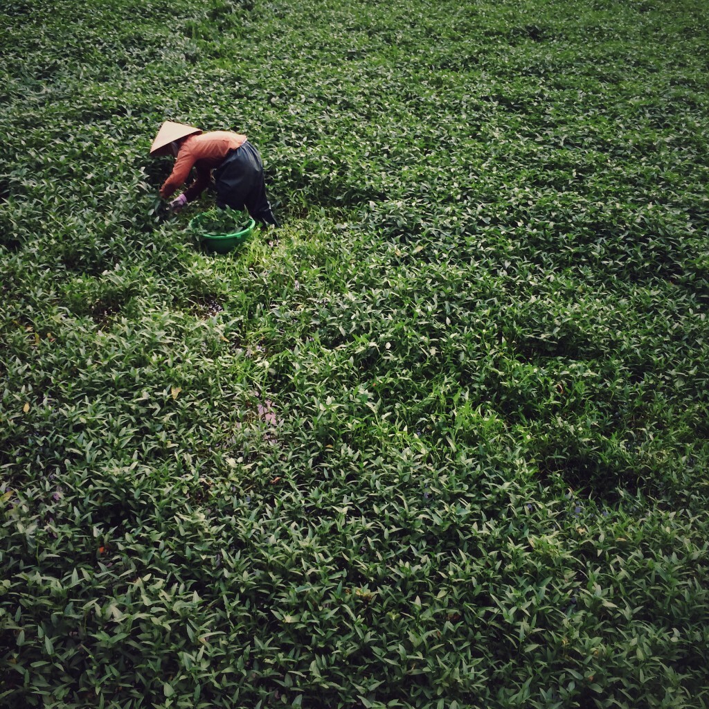 小城中一处绿色水田，一位当地人在采摘着这种绿色植物——我也不知道是什么。2015.12.1 iPhone 5s