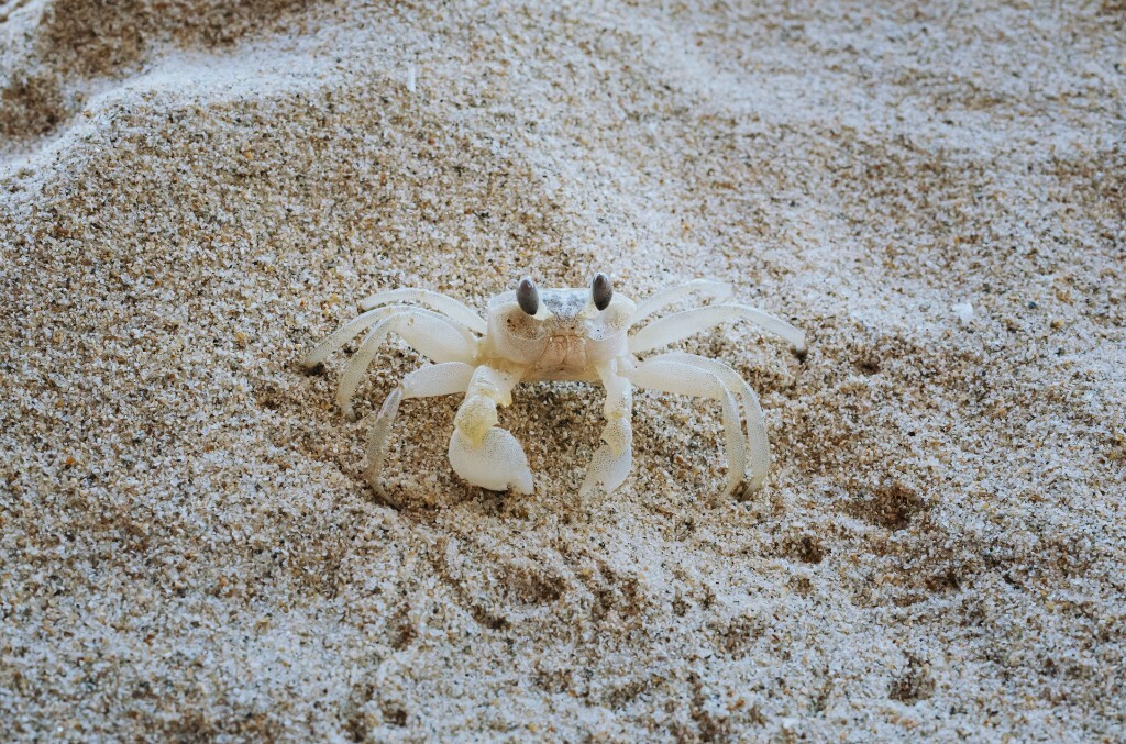 离开沙滩前，惊喜地发现了隐藏在沙子里的小螃蟹。<br />
2015.12.3 RICOH GR
