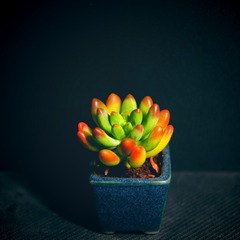 1000011036
